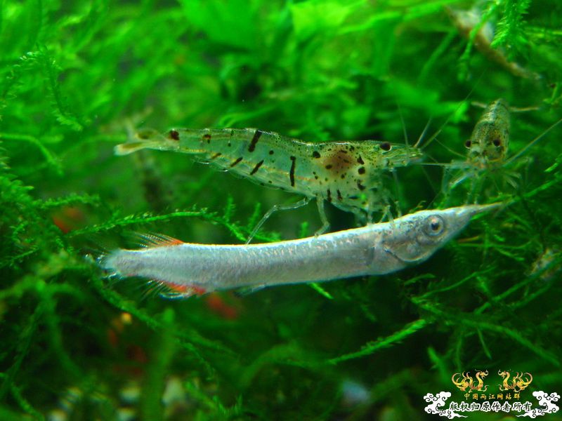 【野采的虾，请各位大大帮忙鉴定品种】