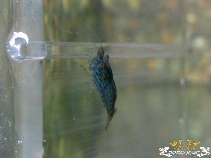 【野采的虾，请各位大大帮忙鉴定品种】