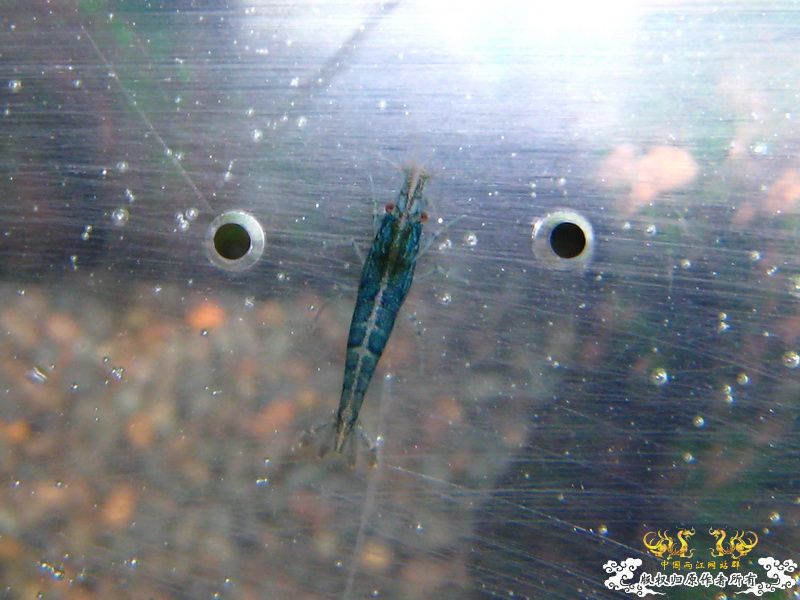 【野采的虾，请各位大大帮忙鉴定品种】