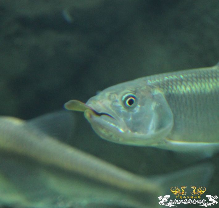 关于十五CM的马口能不能吞下十CM的短体副秋？ 有答案了