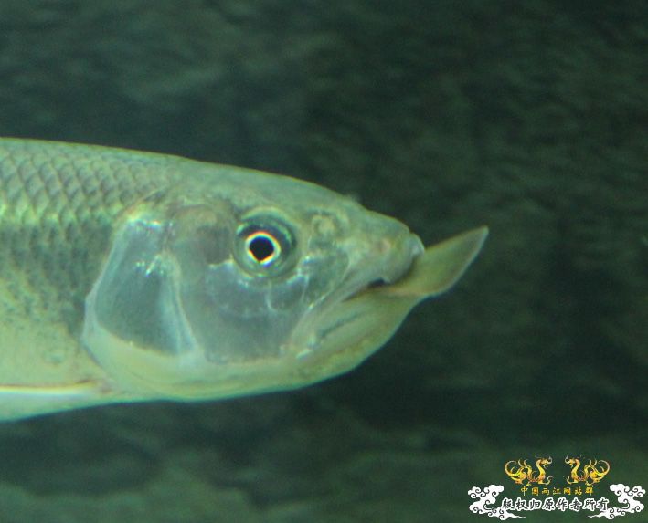 关于十五CM的马口能不能吞下十CM的短体副秋？ 有答案了