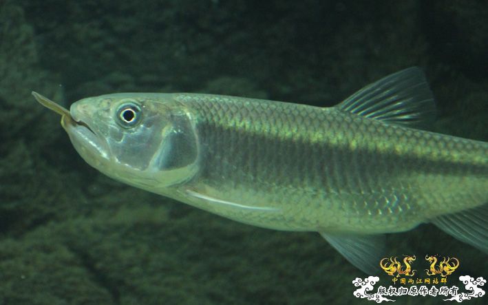 关于十五CM的马口能不能吞下十CM的短体副秋？ 有答案了