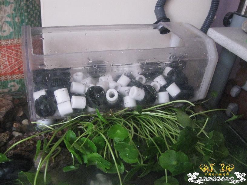 我的50小缸