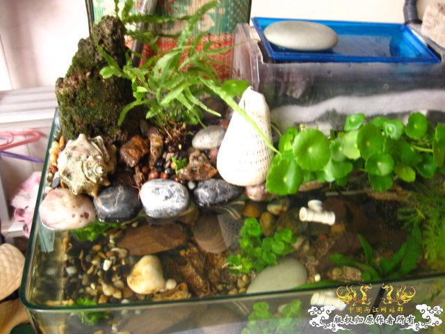 我的50小缸
