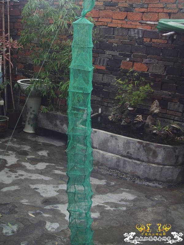 我的50小缸