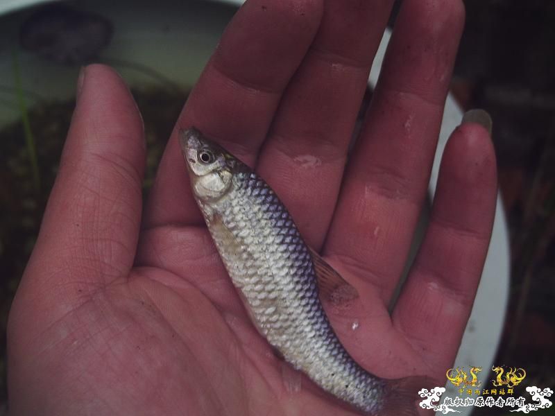 我的50小缸