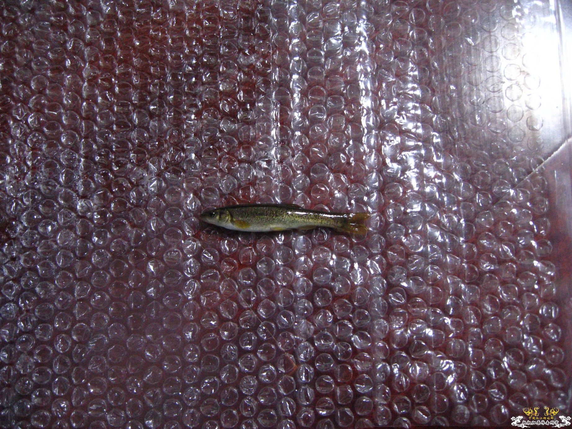 今天的收获（淘来的） 1百多条鱼