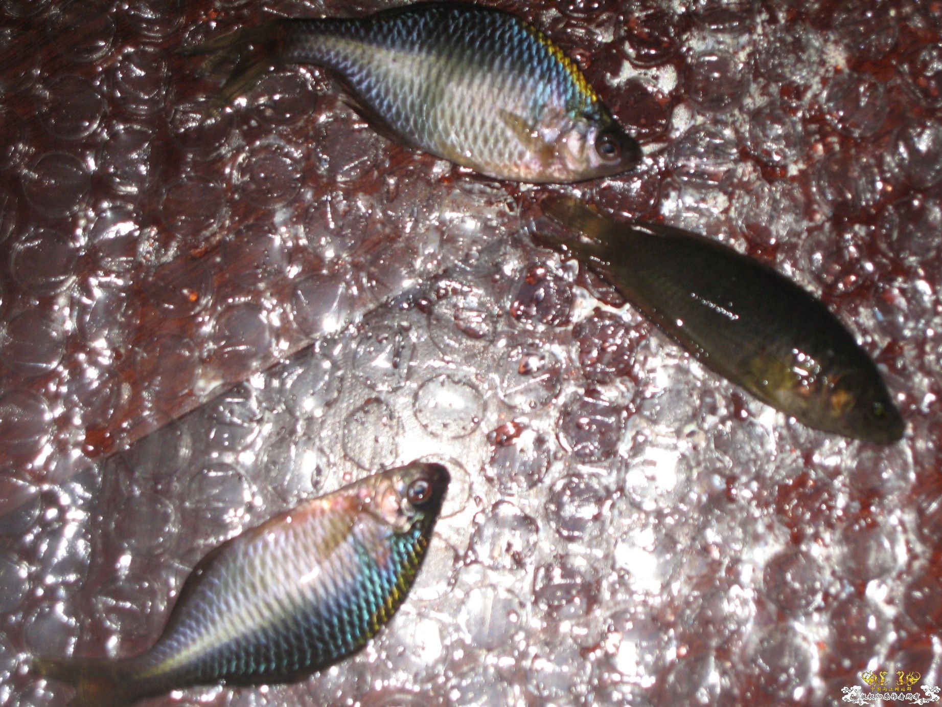 今天的收获（淘来的） 1百多条鱼