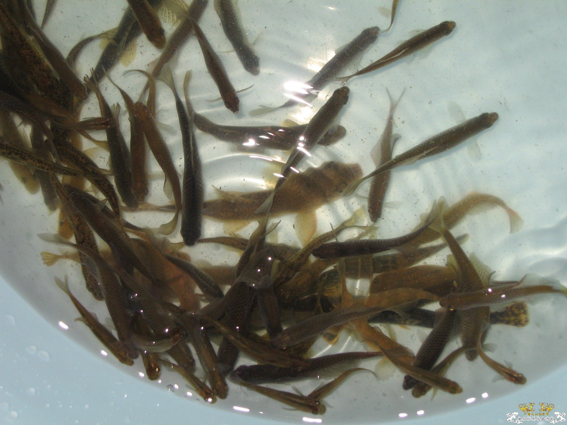 今天的收获（淘来的） 1百多条鱼