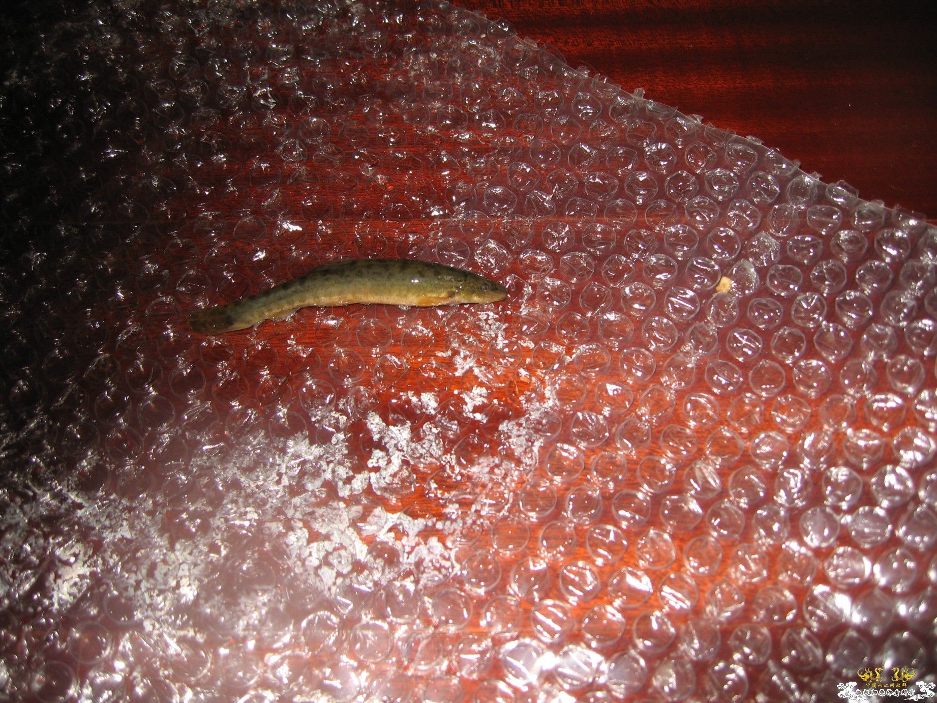 今天的收获（淘来的） 1百多条鱼