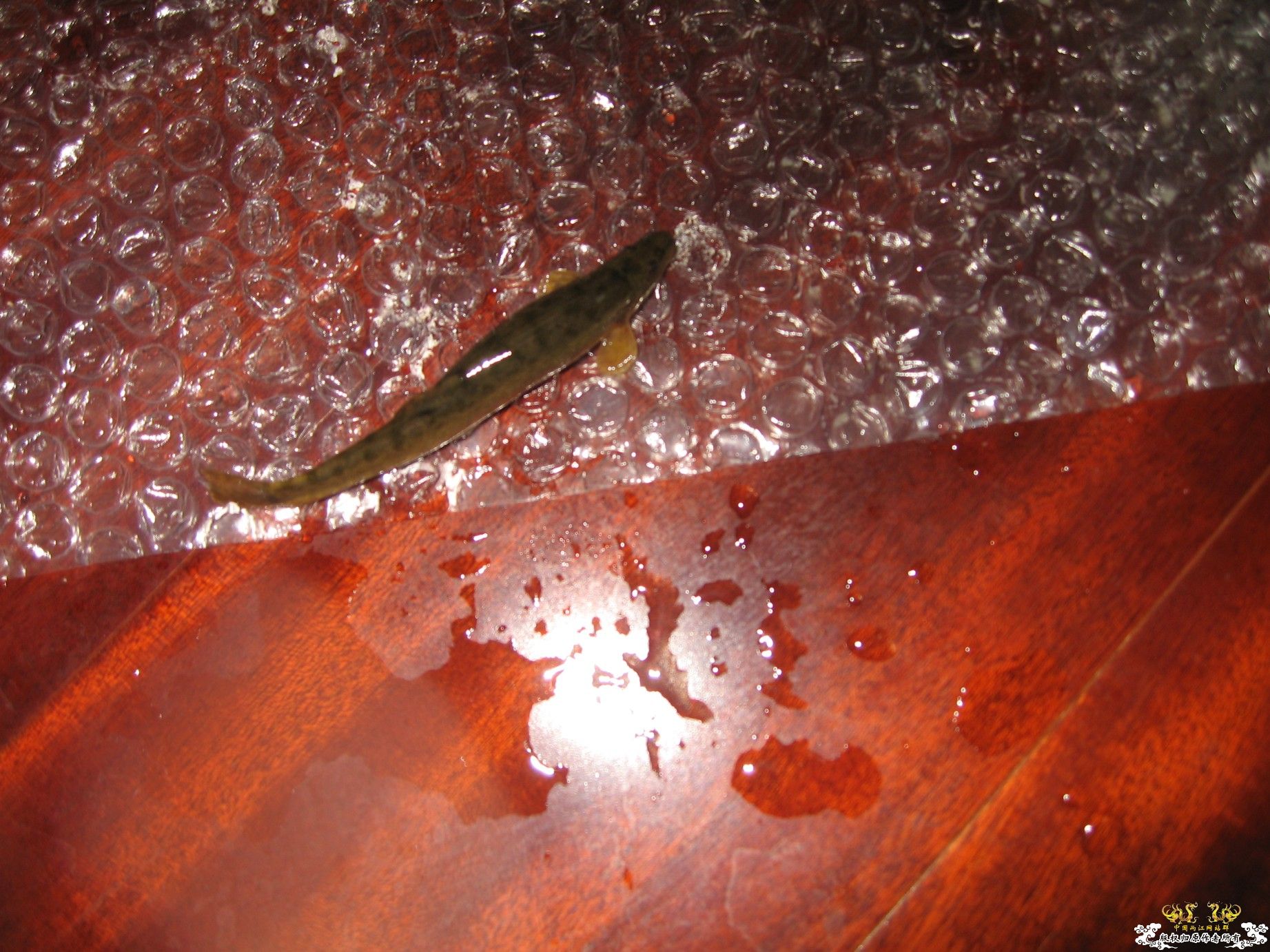 今天的收获（淘来的） 1百多条鱼