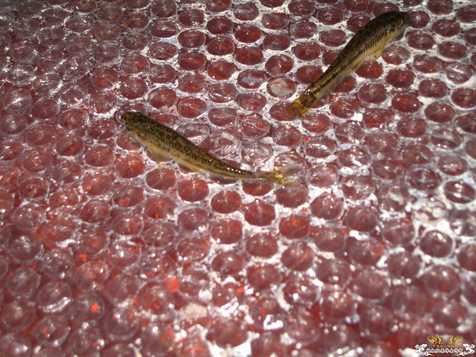 今天的收获（淘来的） 1百多条鱼