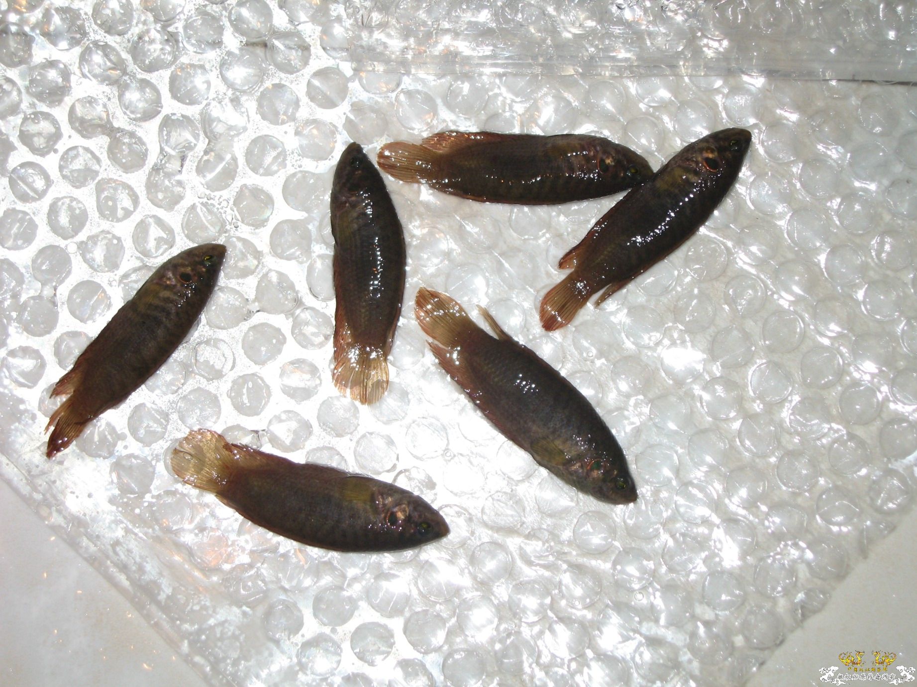 今天的收获（淘来的） 1百多条鱼 30号再收2斤