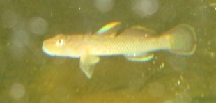 看是什么虾虎.. 弄明白后睡觉!!!!!