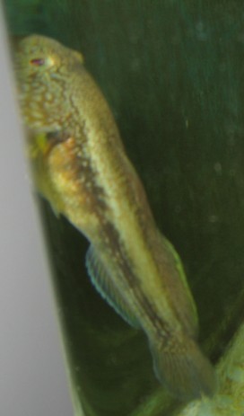 今天刚搞的虾虎