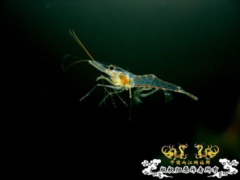 能否给个秀丽和大眼的对比照？谢谢了！