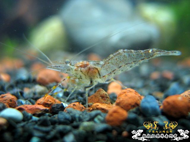 能否给个秀丽和大眼的对比照？谢谢了！