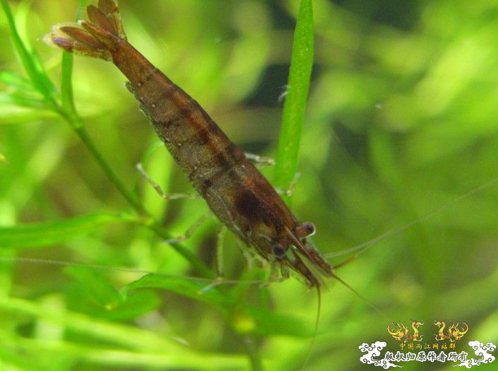 [原创]赤橙黄绿青蓝紫的黑壳