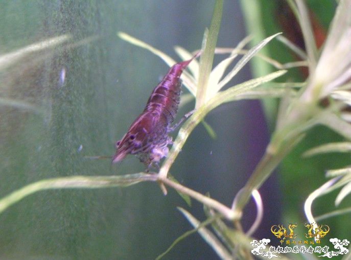 [原创]赤橙黄绿青蓝紫的黑壳