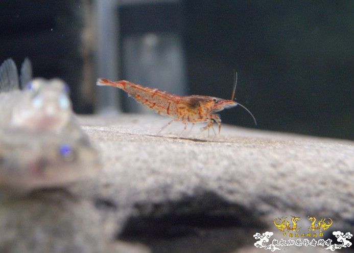 [原创]赤橙黄绿青蓝紫的黑壳