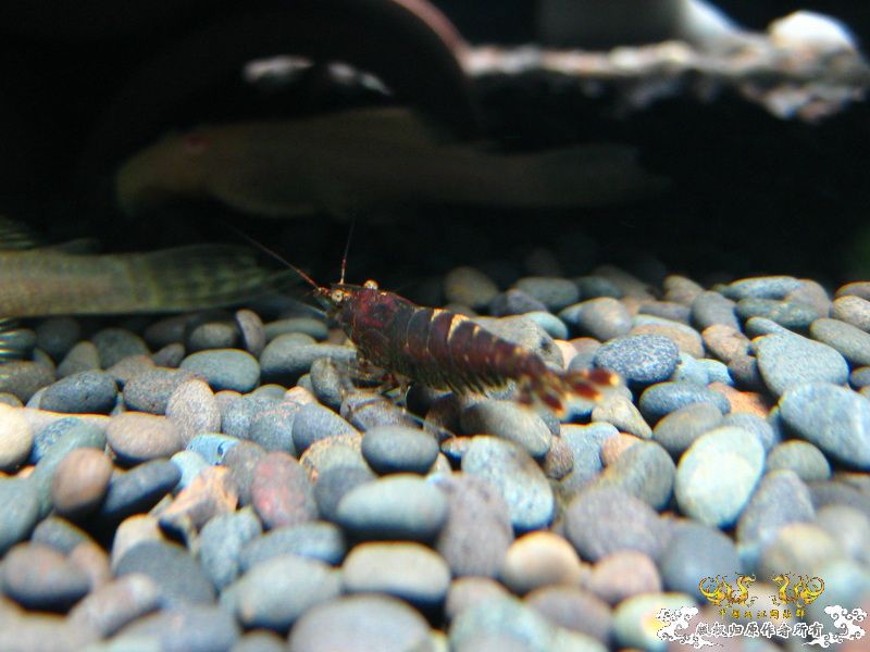 [贴图]【野采的虾，上新图】