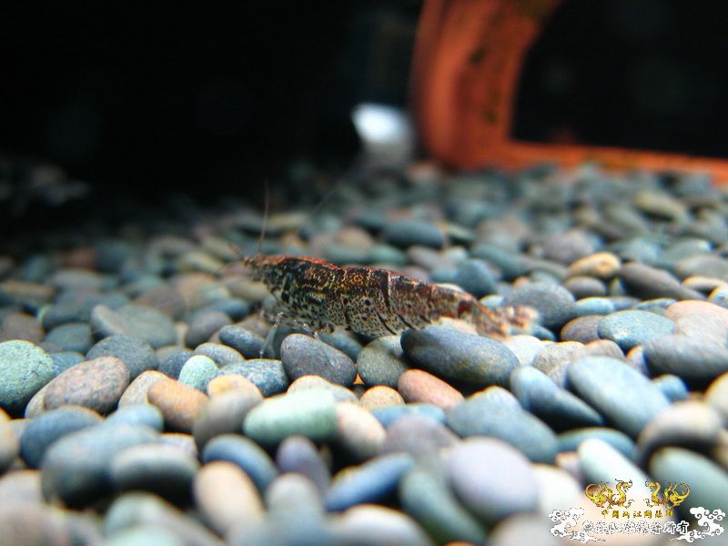 [贴图]【野采的虾，上新图】