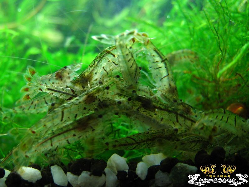 [贴图]【野采的虾，上新图】