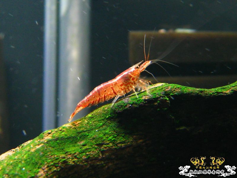 [贴图]【野采的虾，上新图】