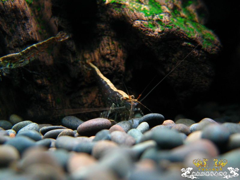 [贴图]【野采的虾，上新图】