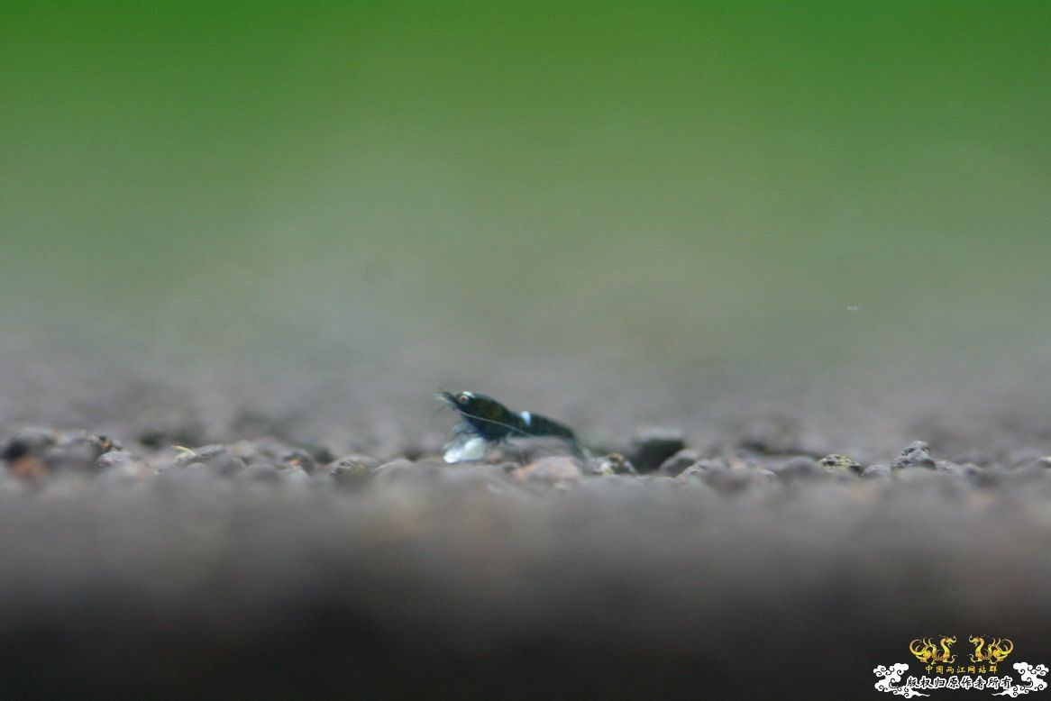 [原创]终于做出了黑金刚~