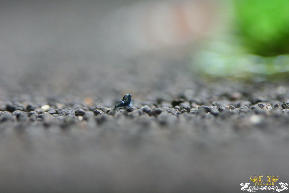 [原创]终于做出了黑金刚~