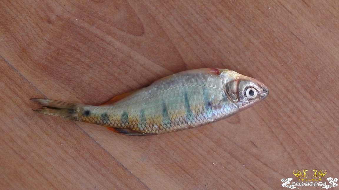 是丽色低线鱲吗？