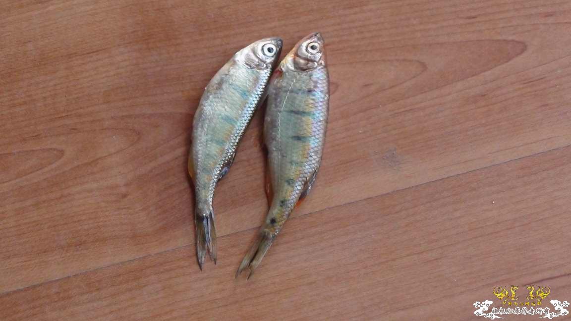 是丽色低线鱲吗？