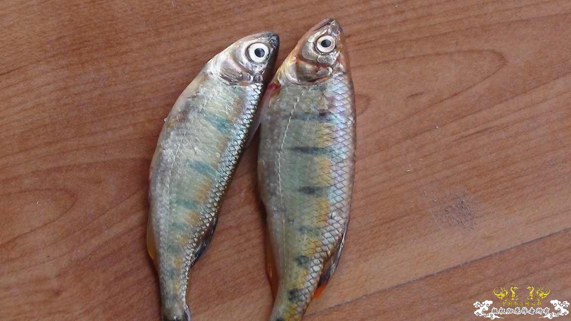 是丽色低线鱲吗？