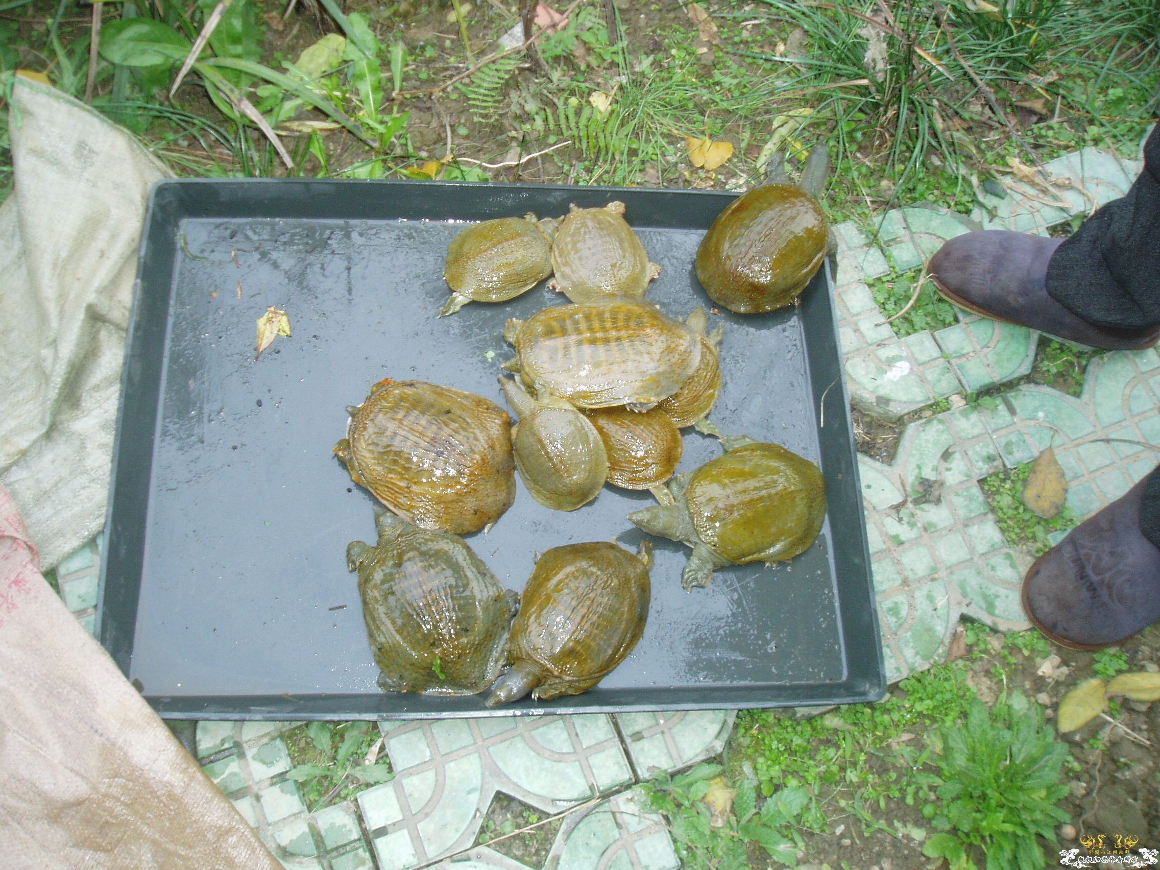 这个，鳖怎么养？刚才问过乌龟，他不养鳖，不大放心，再上来问问