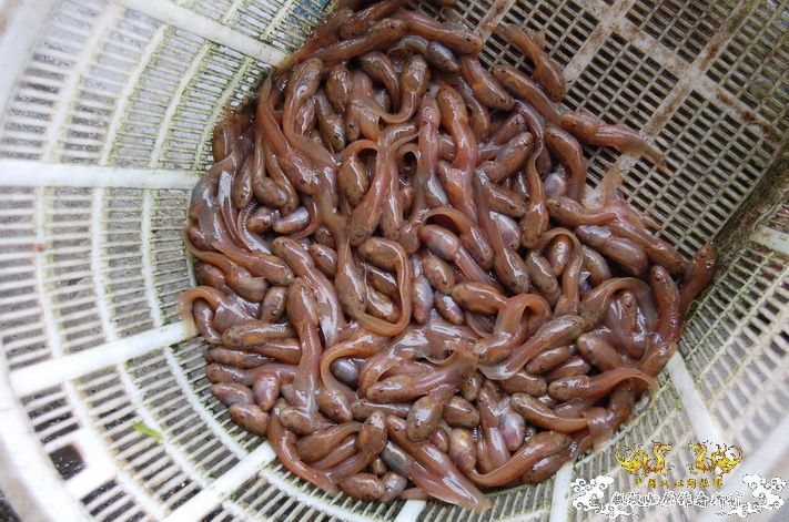 烧到超越甲流--成都12.12-12.13纪实！