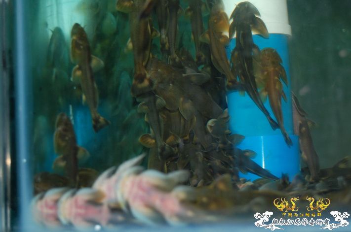 烧到超越甲流--成都12.12-12.13纪实！