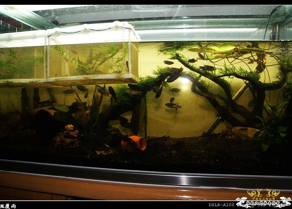 [原创]翻缸只为养本土原生！