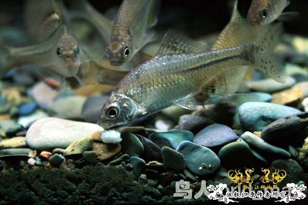 [原创]浅谈无须鱊的饲养