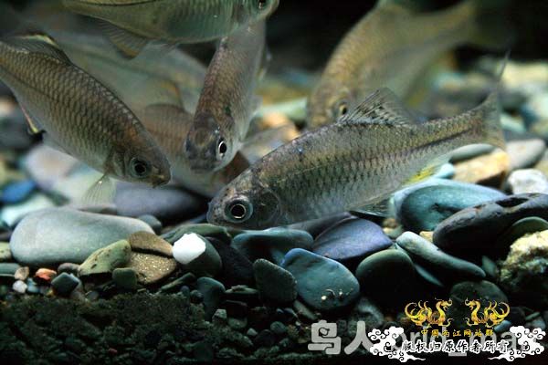 [原创]浅谈无须鱊的饲养