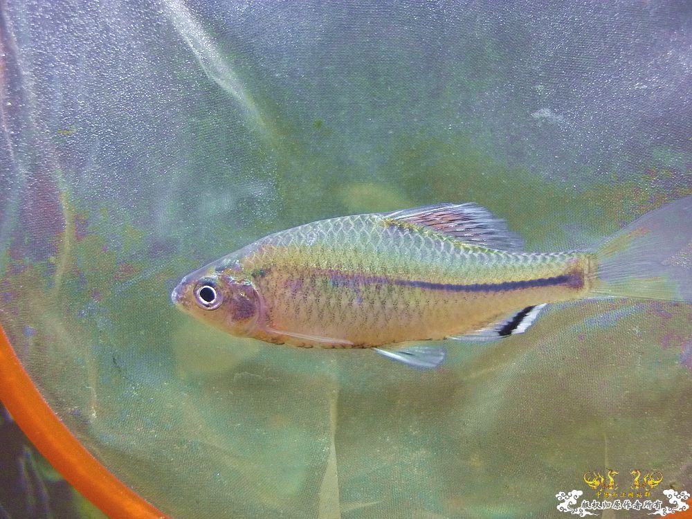 鸟总，无须来了