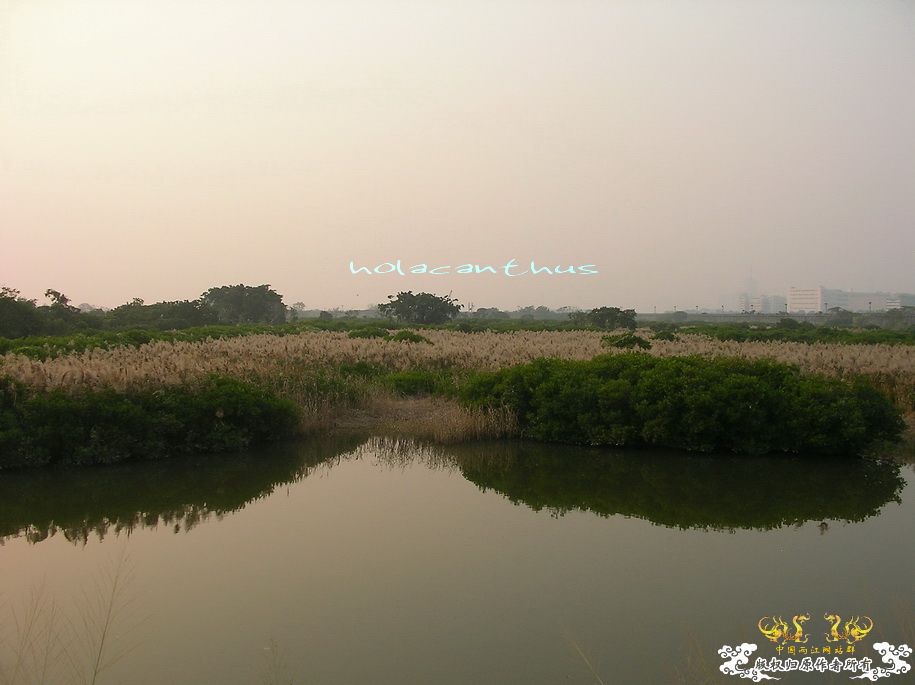 米埔數景