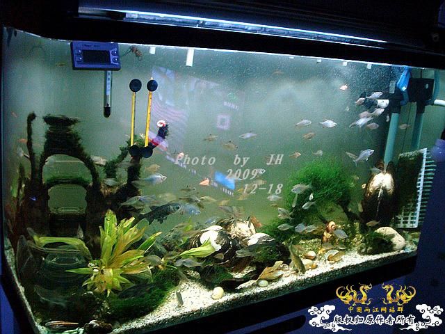 [原创]“中华”鰟鮍发情