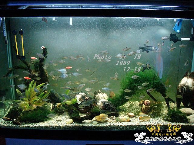 [原创]“中华”鰟鮍发情