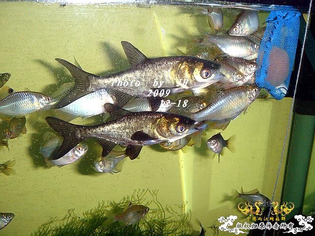 [原创]“中华”鰟鮍发情