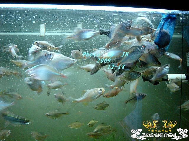 [原创]“中华”鰟鮍发情