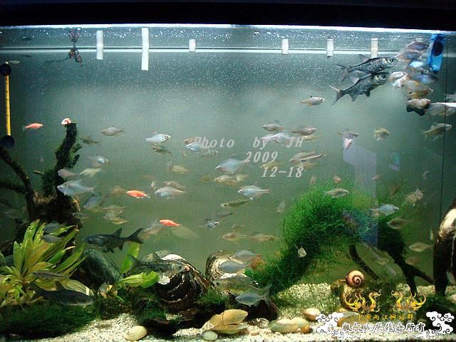 [原创]“中华”鰟鮍发情