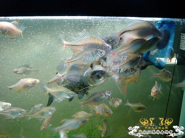 [原创]“中华”鰟鮍发情