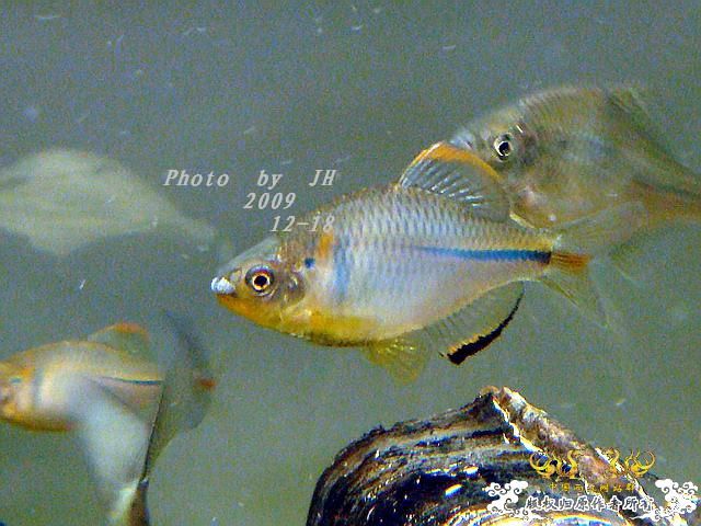 [原创]“中华”鰟鮍发情