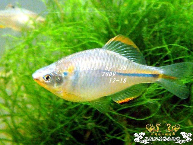 [原创]“中华”鰟鮍发情